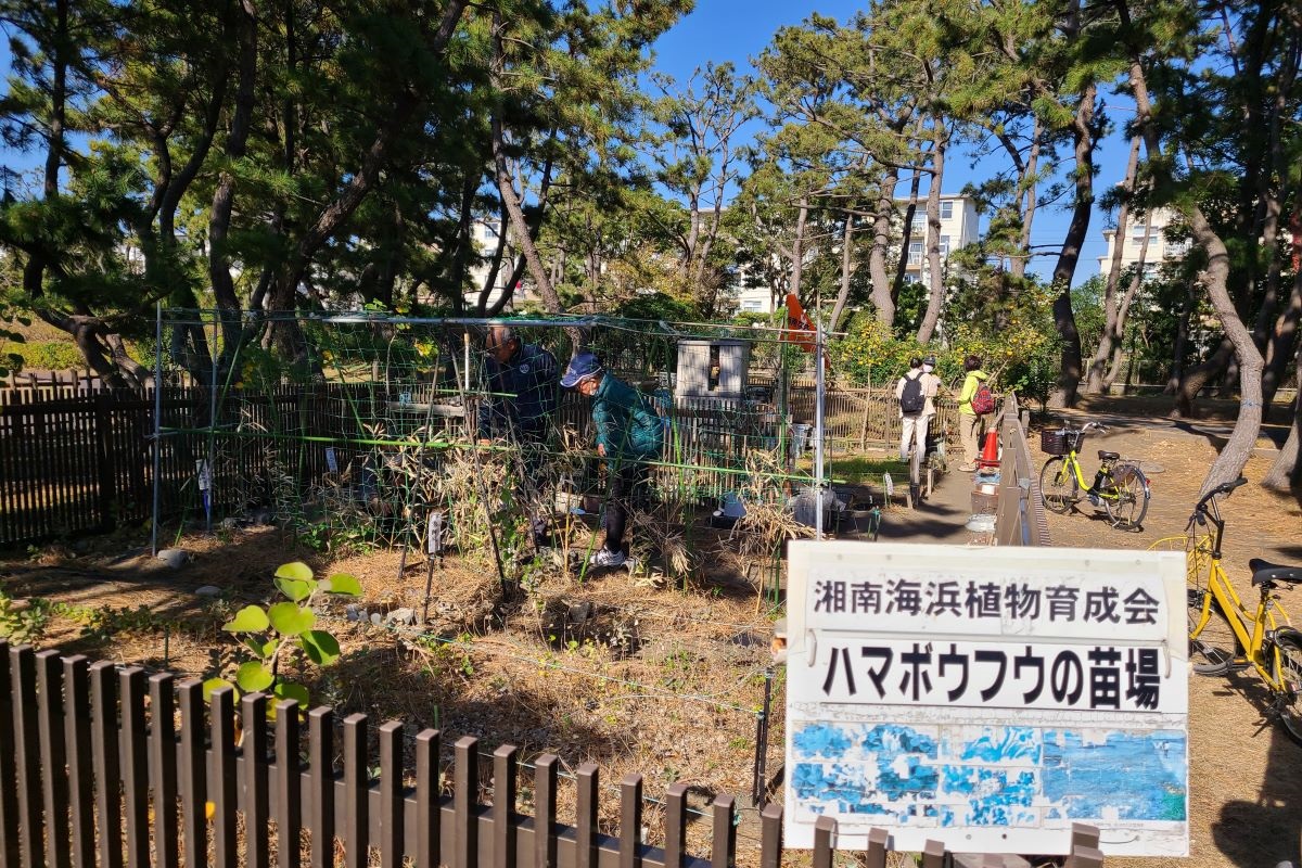 湘南海浜植物育成会