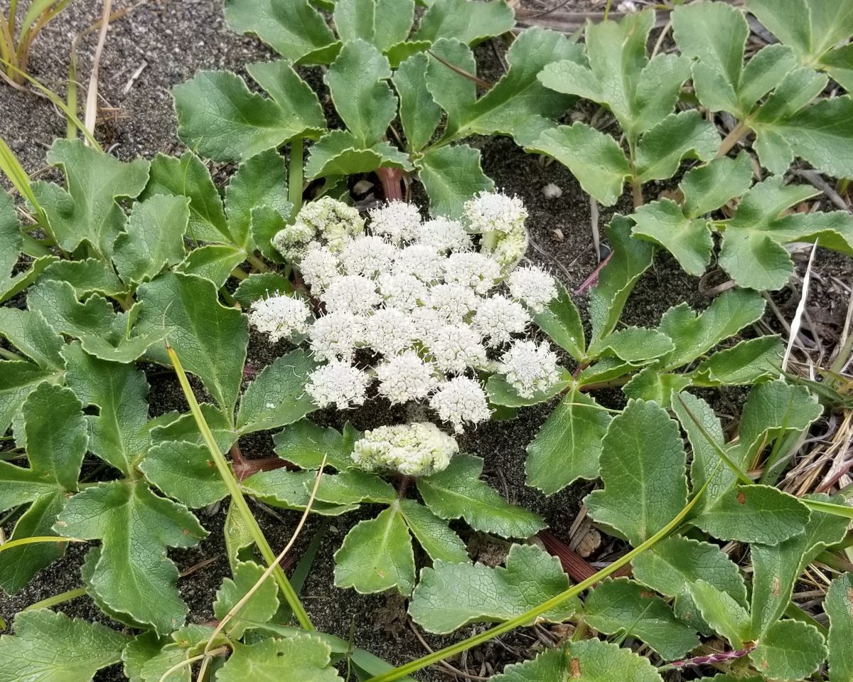 ハマボウフウの種蒔きボランティア募集2026春！